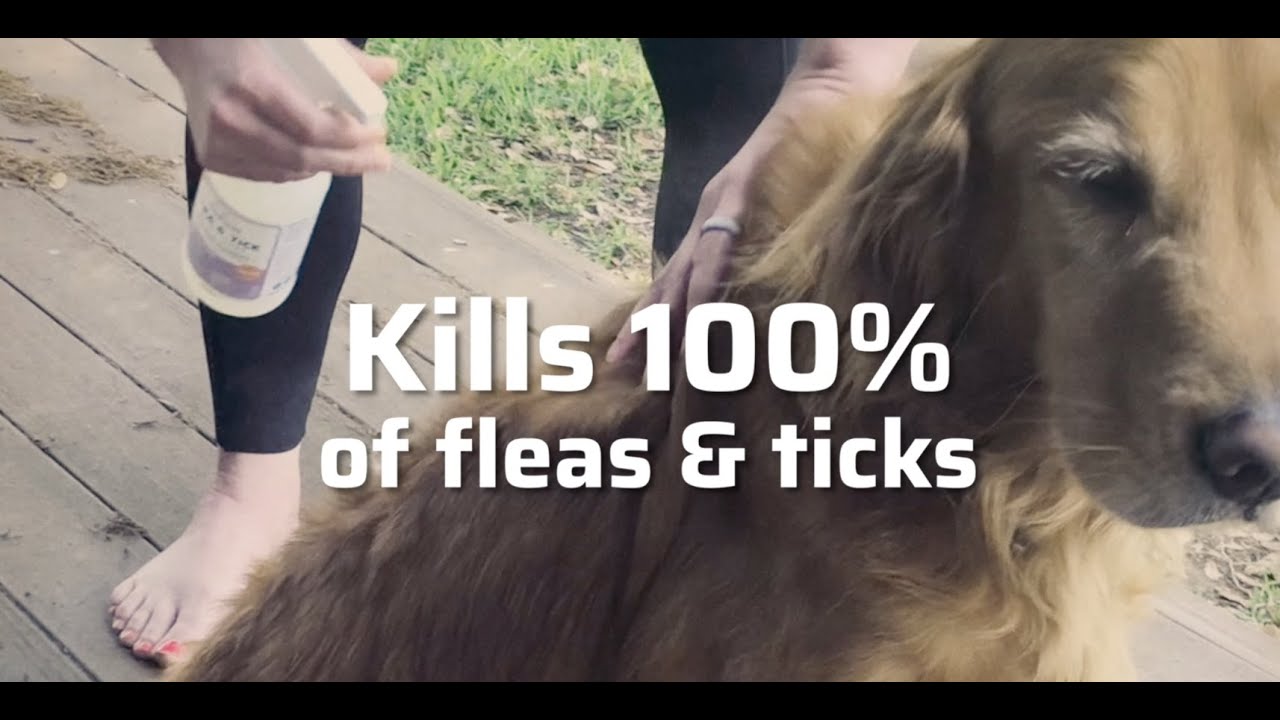 Kill & Repel 100% of Fleas & Ticks with Wondercide &ndash;&nbsp;For Dogs & Cats &ndash;&nbsp;With Natural Essential Oils