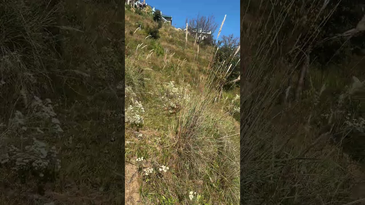 Himalayan view Property in Nainital (Mukteshwar) | 5 Nali & 10 Nali land for Sale |Peaceful location