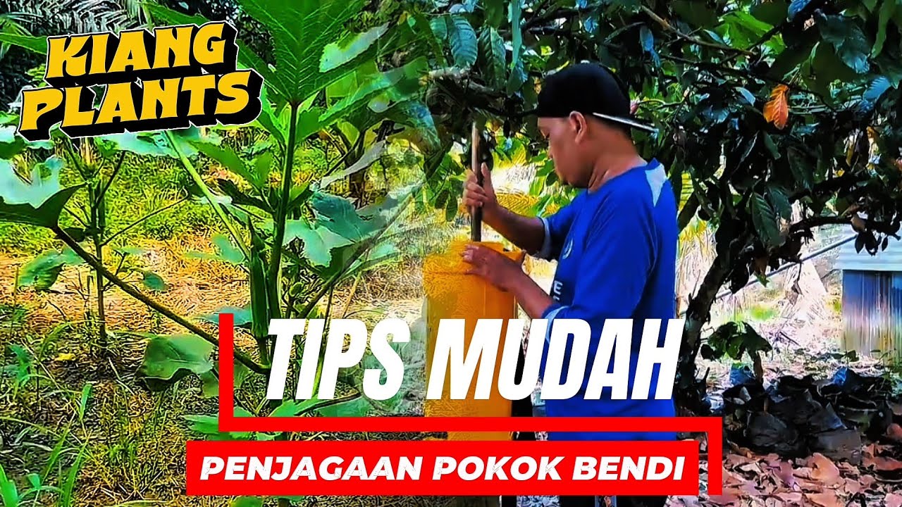 CARA  MUDAH PENJAGAAN SAYUR BENDI.DARI USIA 7 HST SAMPAI 30 HST.