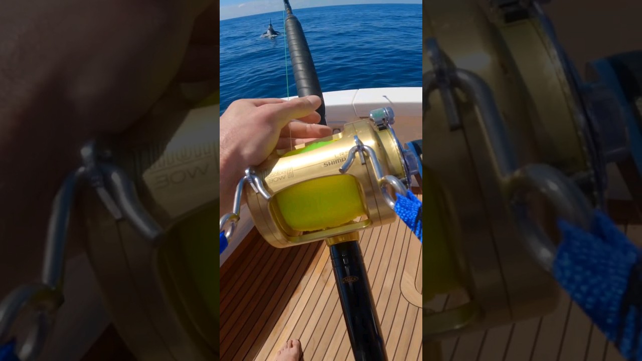 Crazy Sydney Marlin breaching boat side! #fishing #fish #marlin #sydneymarlin #sydneyfishing
