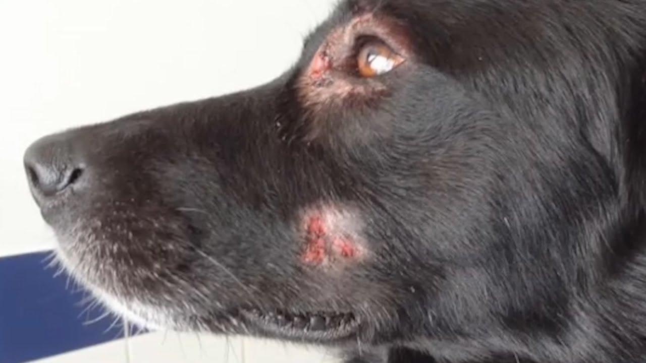 Dermatitis húmeda, una infección cutánea aguda en perros