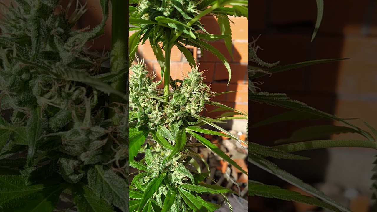 sativa dominant strain Localy grown in Trinidad (3rd week of flower)
