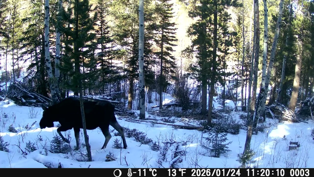 Moose Winter 25-26