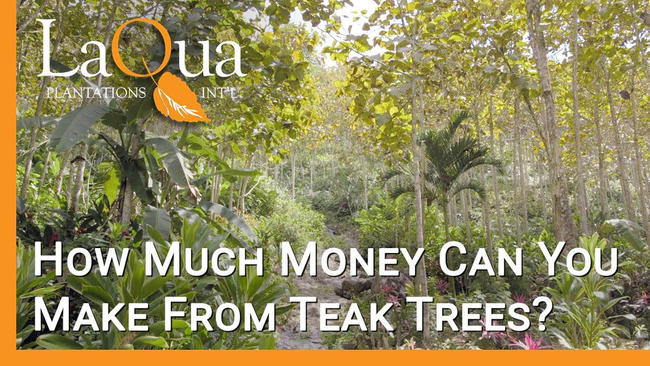 How Much Money Can You Make From Teak Trees? - LaQua Plantations
