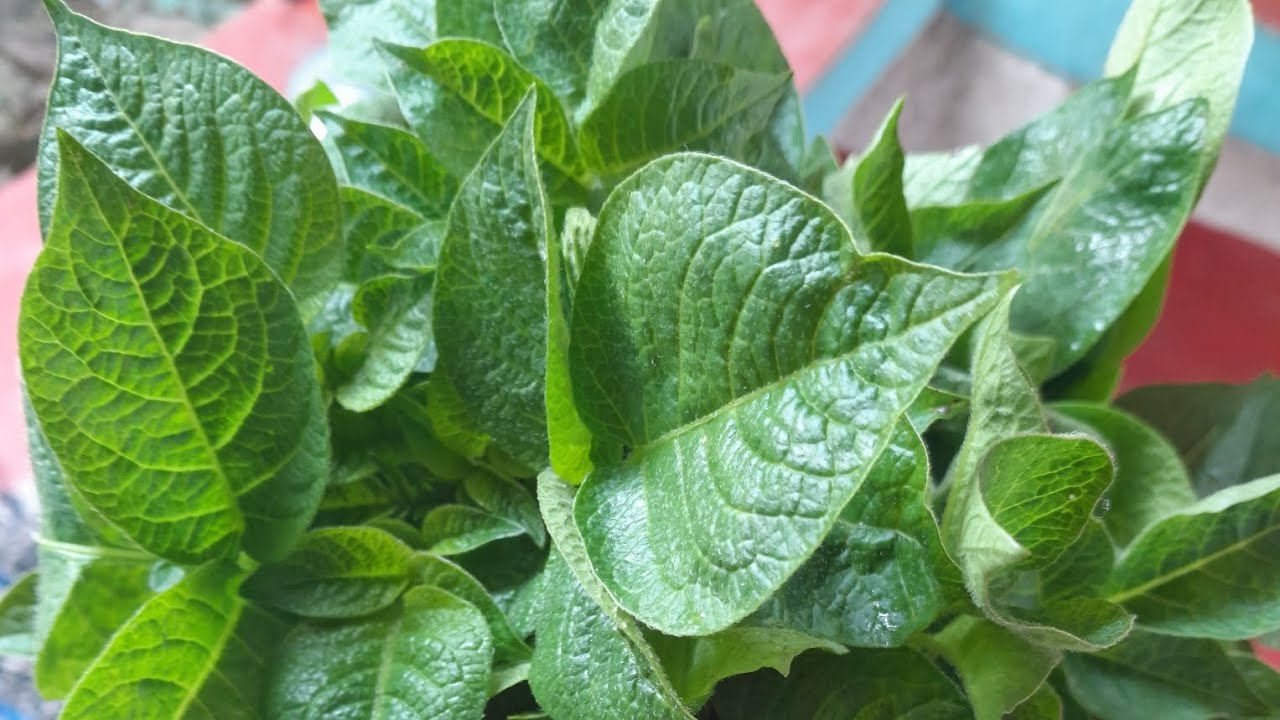 আজ বানালাম আলু শাকের তরকারি কেমন লাগলো বন্ধুরা জানাবেন #cooking #views 