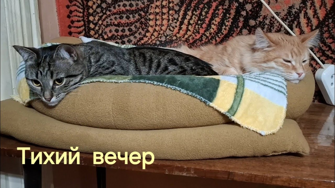 23 января 2026 г. Кошки 🐈‍⬛🐈 Тихий вечер 🏠