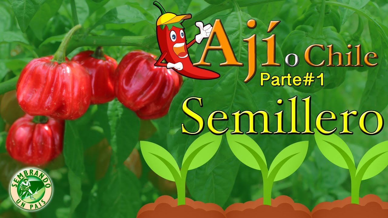 💢🌱Ají o Chile. Parte#1: Semillero🌱💢