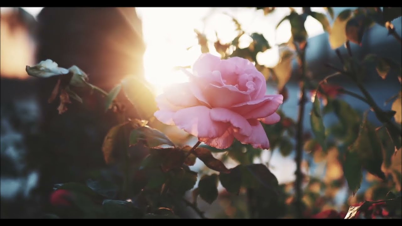 Až nebe zavolá ♫ Olga Tylova MUSIC Song ♫