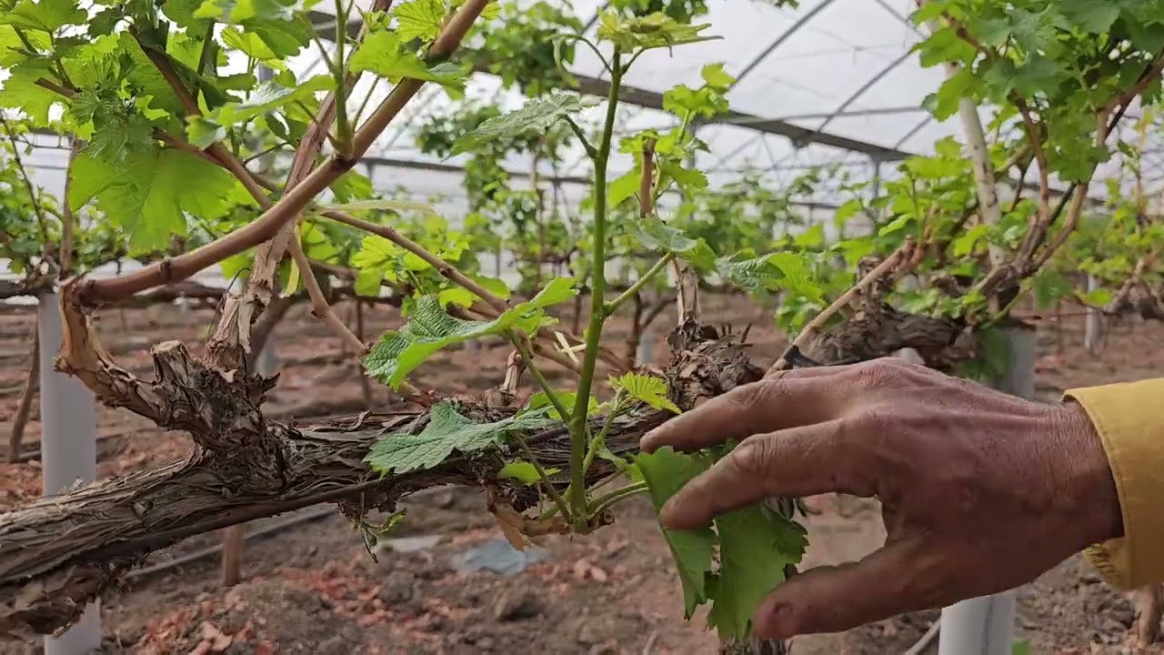 آموزش هرس سبز درخت انگور در گلخانه آبشنگ