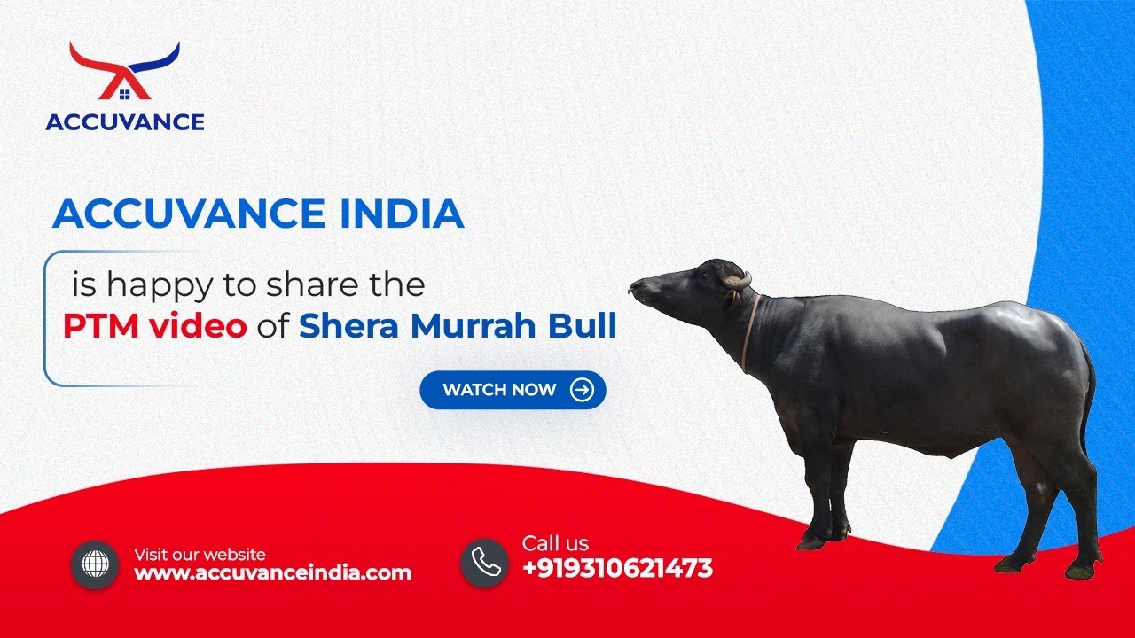 Accuvance India is happy to share the PTM video of Shera Murrah Bull – Watch the video now!