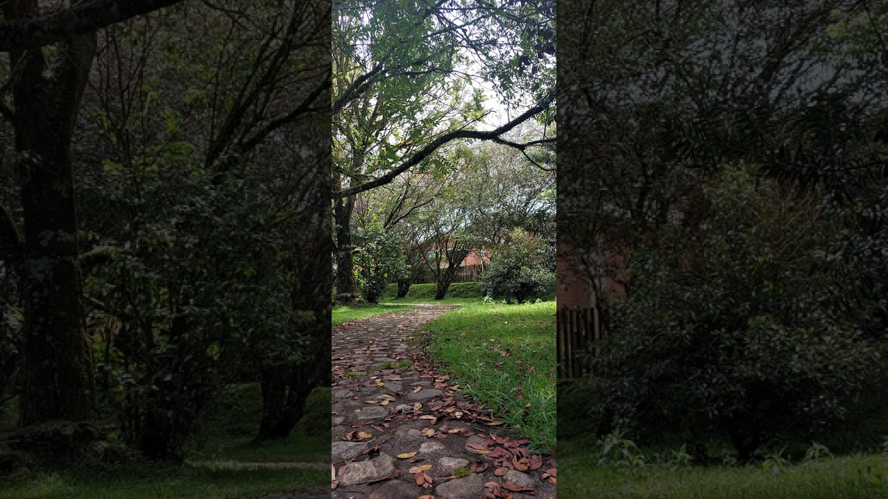 20260215 PROY BOSQUES URBANOS VID 1