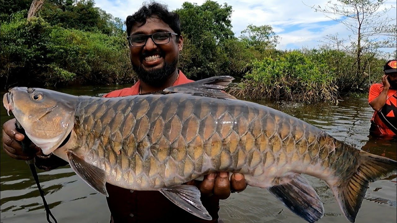 ചൂണ്ടയിൽ അടിച്ച മീൻ കണ്ട് ഞെട്ടി... Golden masheer കേരളത്തിലോ 😵Masheer Fishing || Biggest Fishing ||