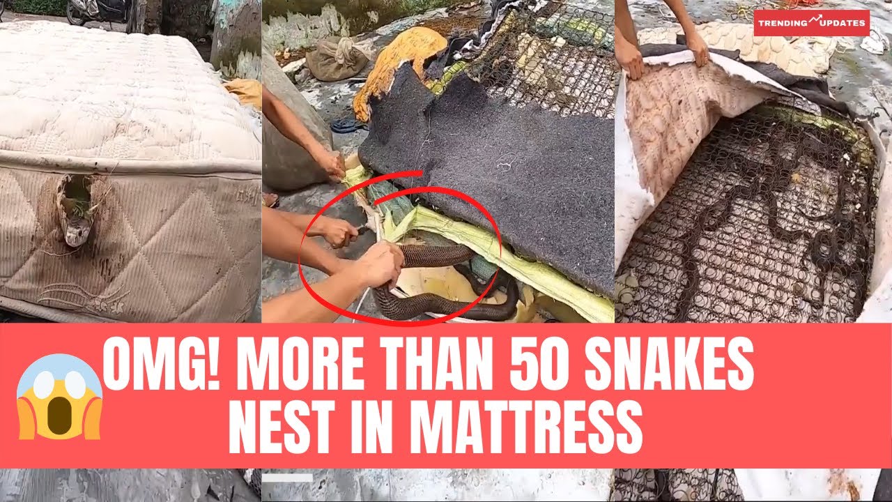 OMG! more than 50 snakes in old mattress