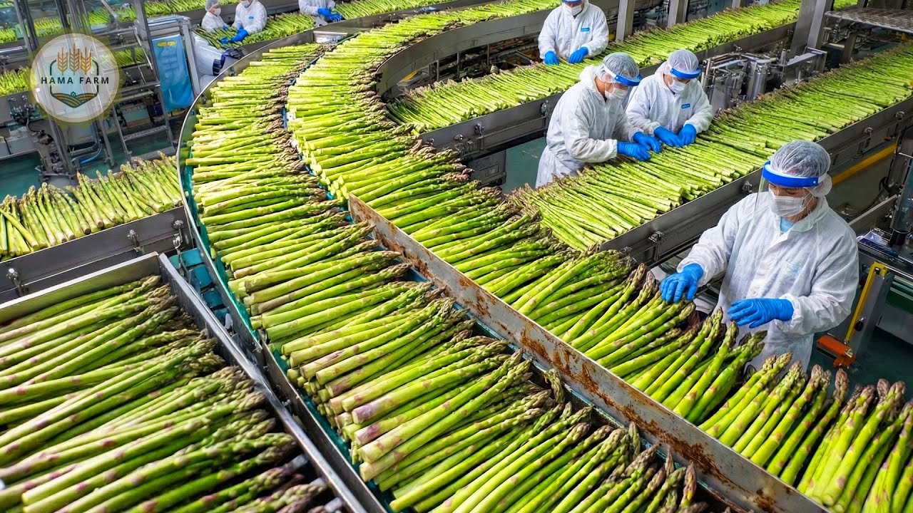 How Millions of Asparagus Are Harvested and Processed &ndash; Inside Modern Asparagus Farming
