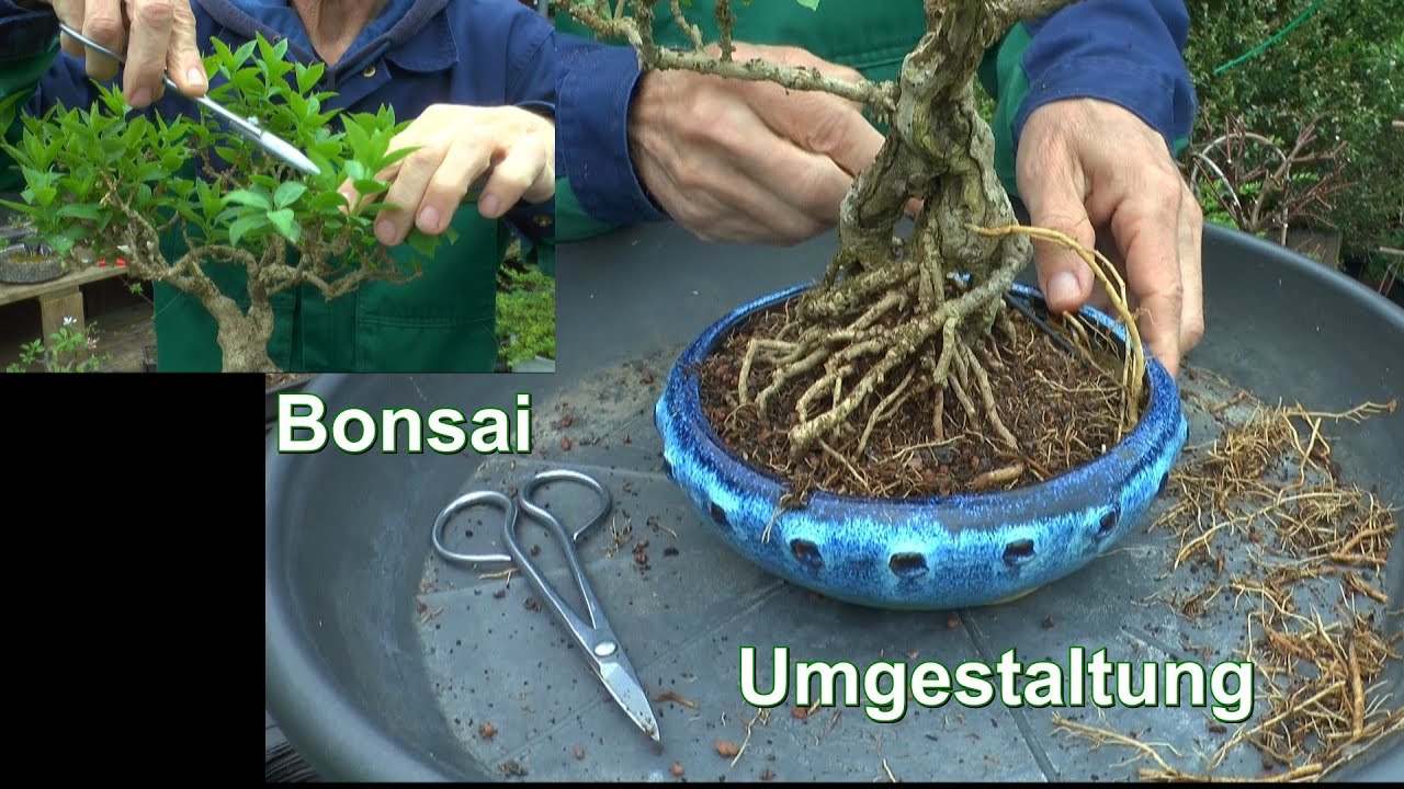 Bonsai Umgestaltung und es kommt anders als gedacht mit der Forsythie als Bonsai