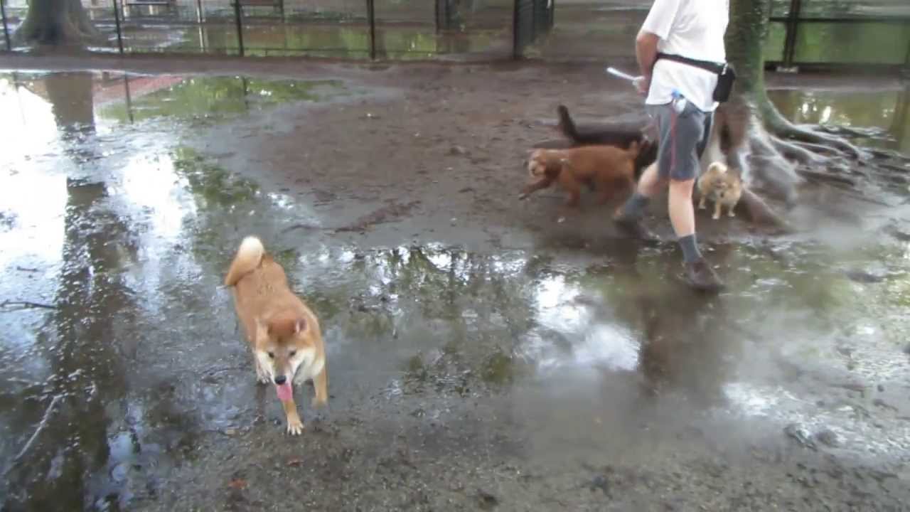 豆柴ポチの日常　023　土砂降りの代々木公園ドッグラン