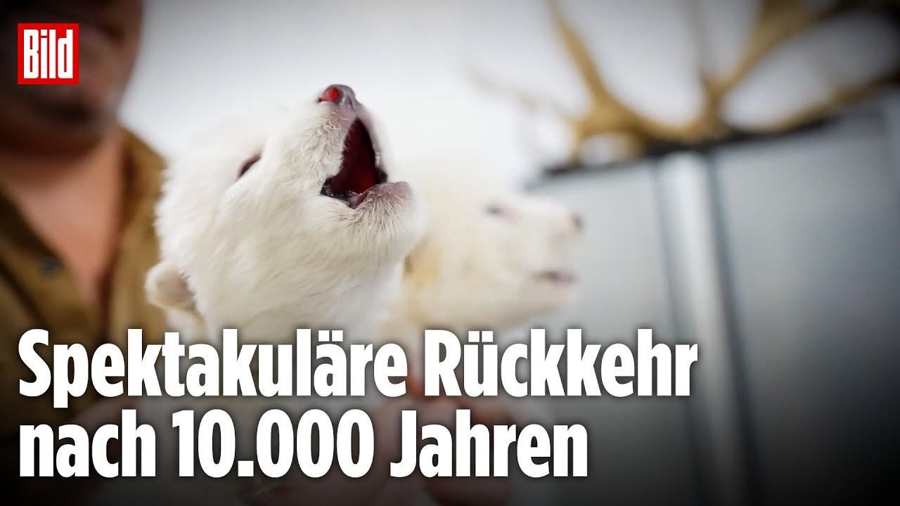 US-Forscher klonen ausgestorbenen Schattenwolf