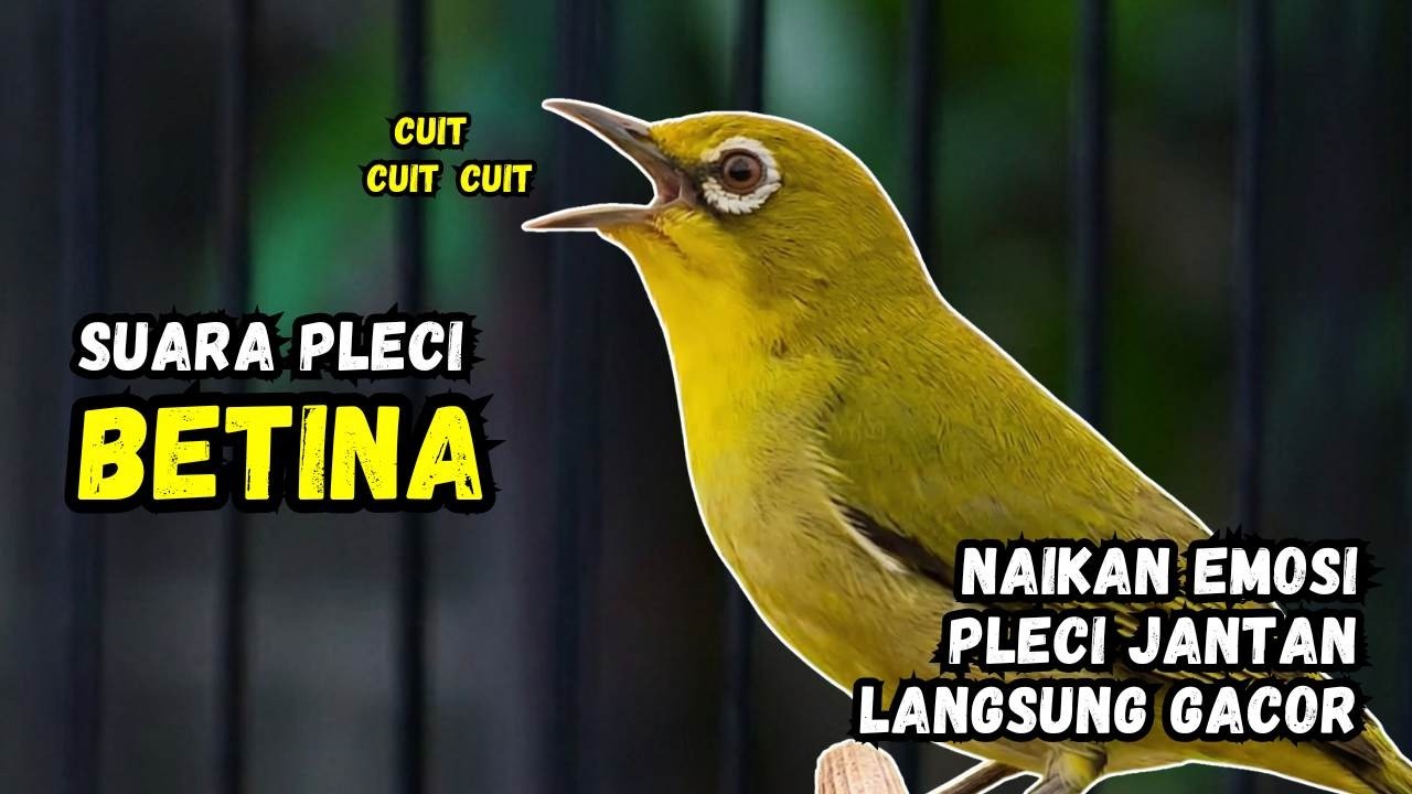 Suara Call Pleci Betina Apuh Bikin Pleci Cepat Bunyi