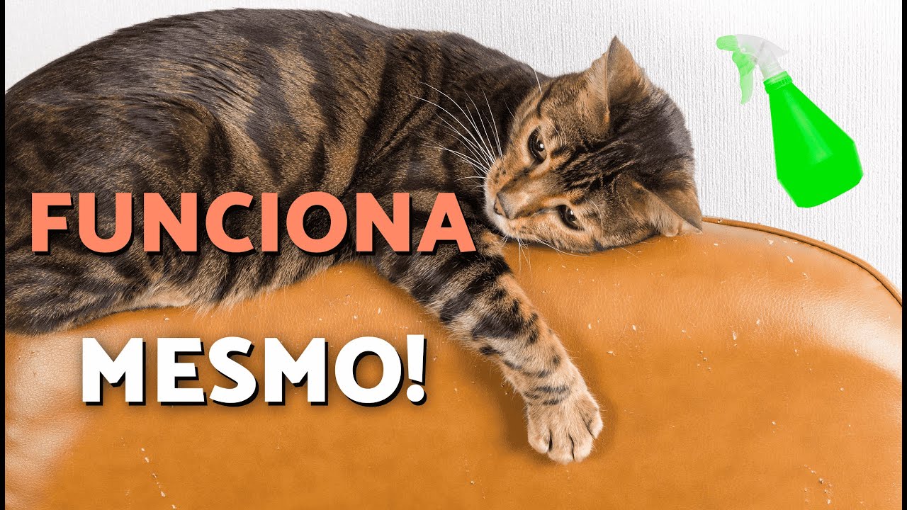 SOLU&Ccedil;&Otilde;ES CASEIRAS para que seu GATO N&Atilde;O ARRANHE O SOF&Aacute; 🙀 TRUQUES Infal&iacute;veis