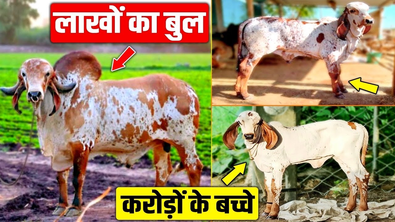 लाखों का Gir Bull माधव करोड़ों के बच्चे देगा, खूबियां ऐसी कि चौंक जाओगे । Mati India । Mithu Singh ।