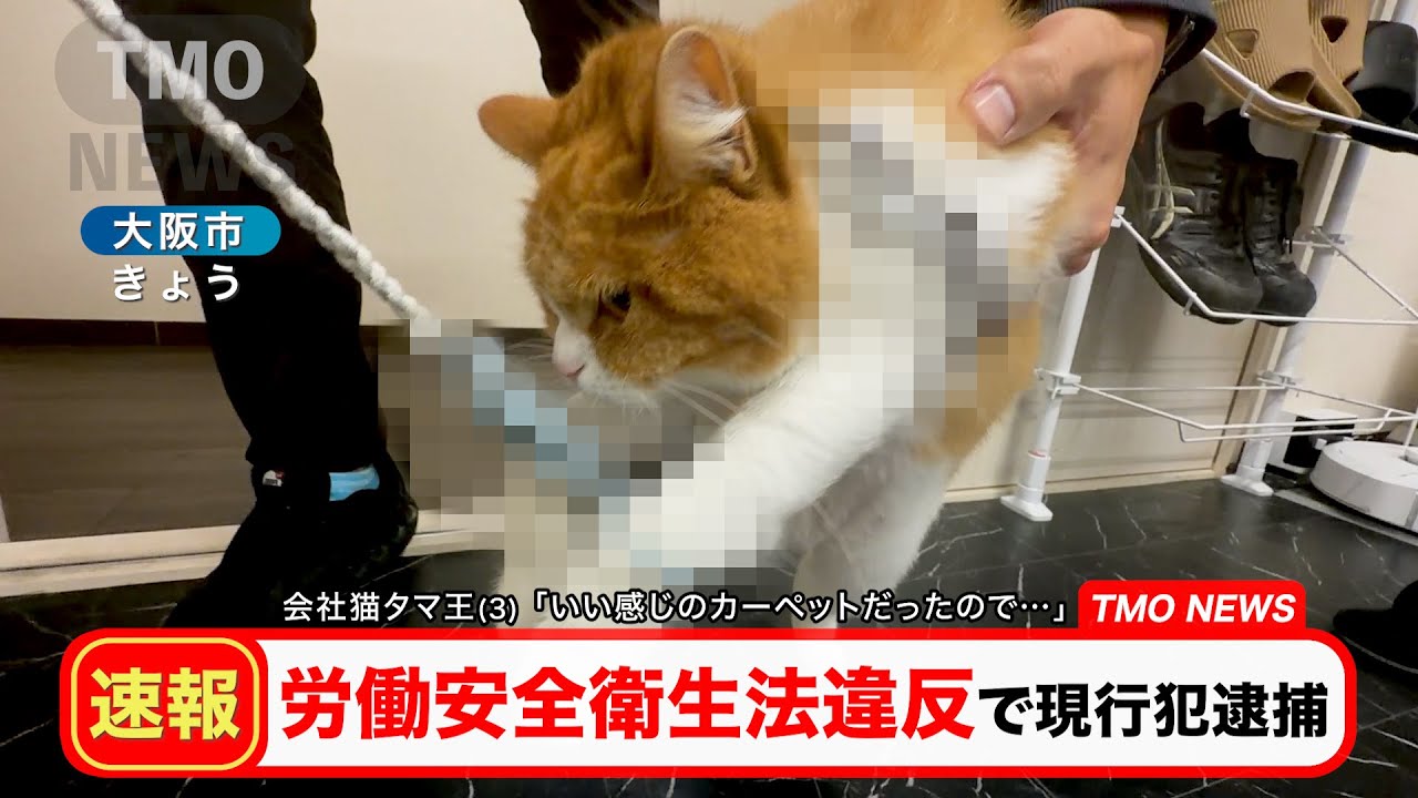 【🚨速報】会社猫タマ王(３) 労働安全衛生法違反の容疑で現行犯逮捕