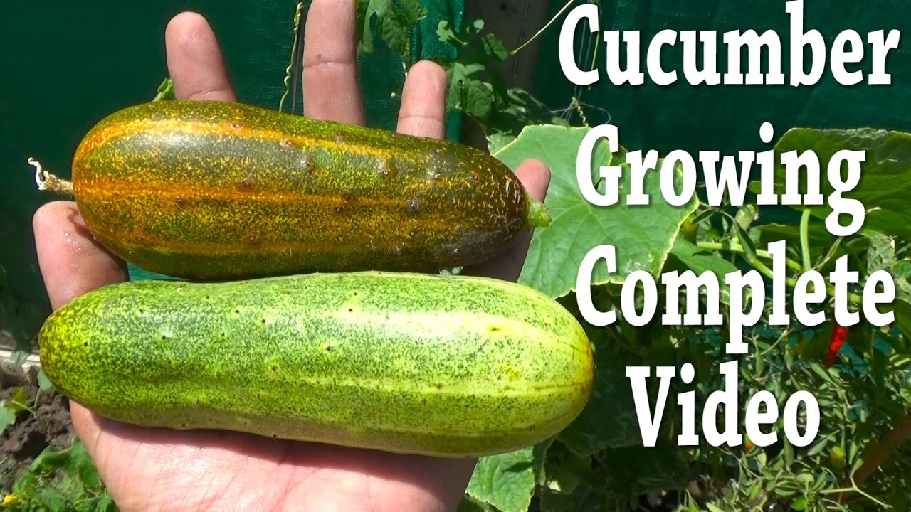 Desi Cucumber and Kitchen Gardening | Cucumber Plant Growing | Summer Vegetables Kitchen Gardening