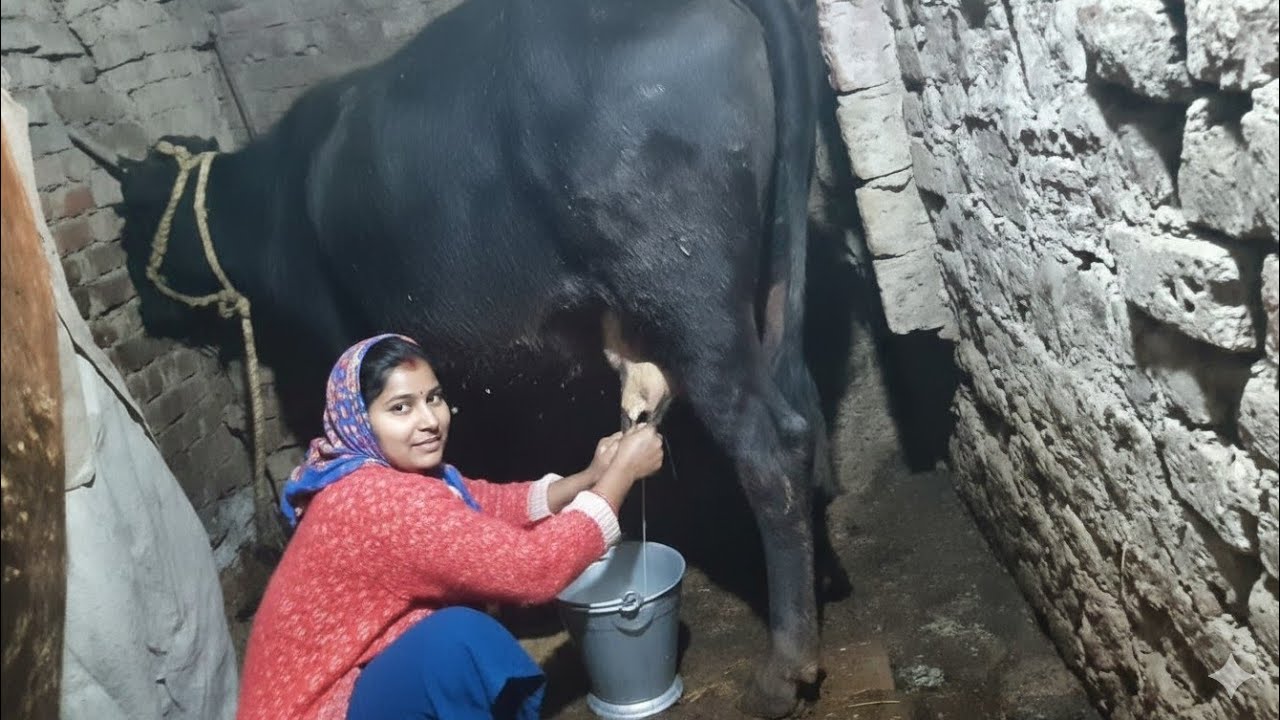 देहात की एक प्यारी, मेहनती बहुरिया अपने गाय का दूध दुहाई करते हुए#DehatiVlog #HindiVlog #गाय #Dudh🙏👍