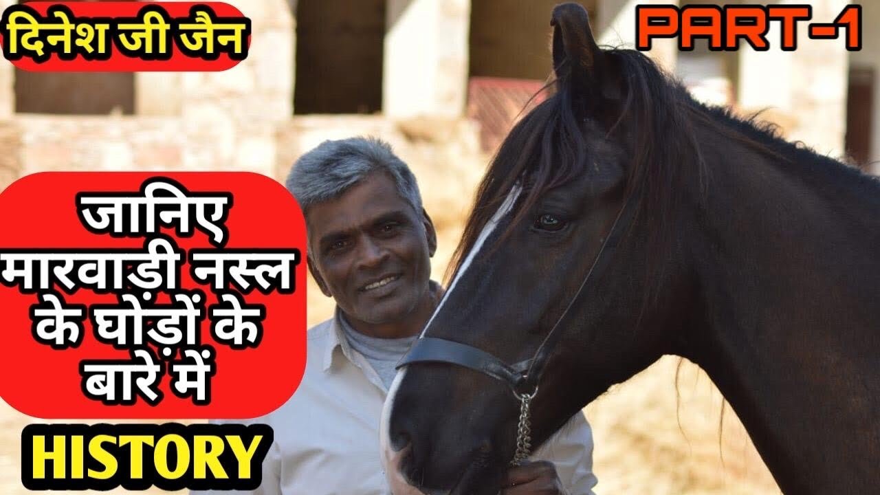 जानिए मारवाड़ी घोड़ों की हिस्ट्री (history)- DEV STUD FARM