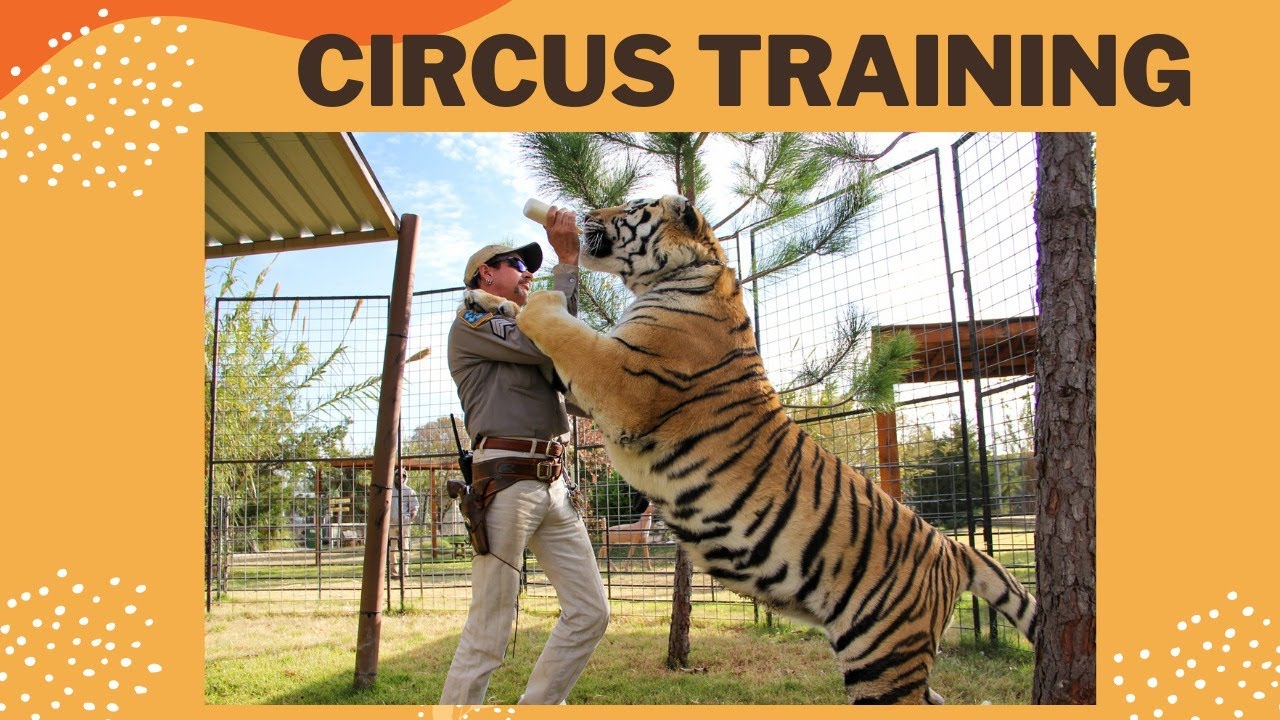 Circus lion Training video | Ringling Brother's Big Cats show | Tigers and lions