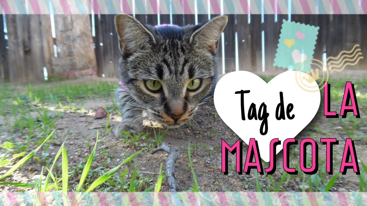Tag de la Mascota (MOONPIE)