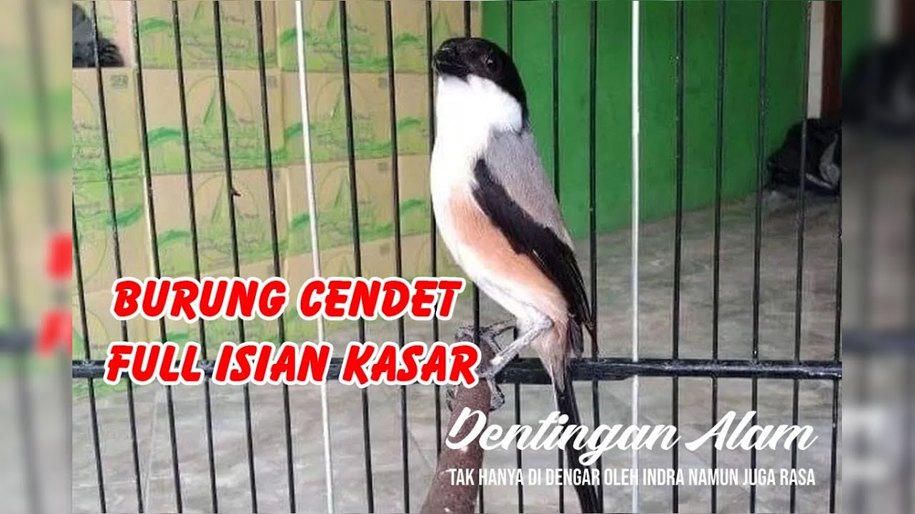Burung Cendet Gacor Cocok Untuk Masteran