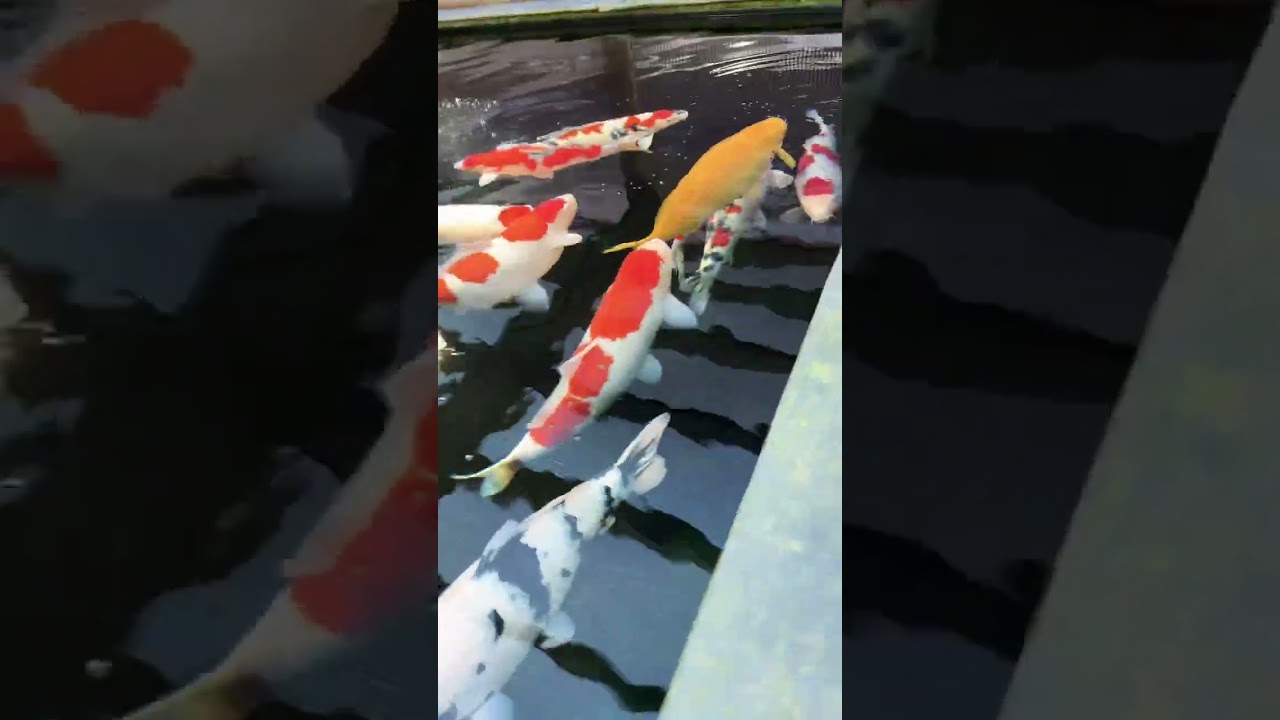 Just a thing of beauty #fish #japan #shorts #beautiful #drum #koi #dance #jesus
