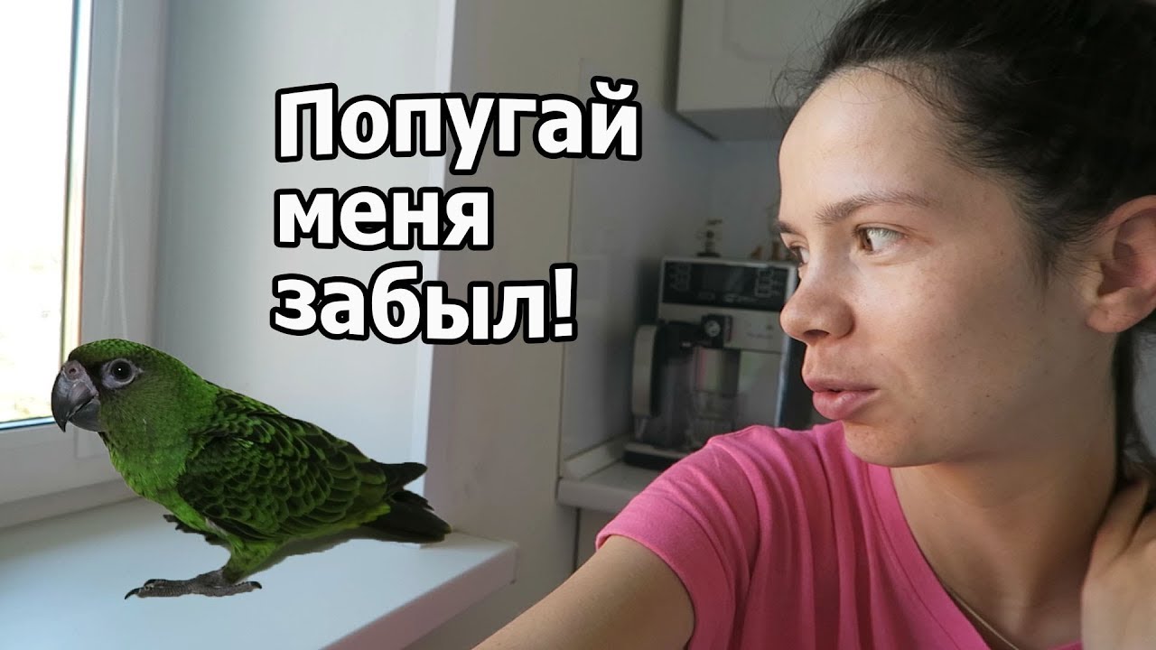 VLOG: Мы дома / Попугай меня не признает ((( / Мы пираты