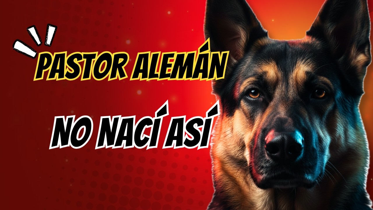 PASTOR ALEMÁN – ASÍ ME CONVIRTIERON EN EL PERRO MÁS OBEDIENTE