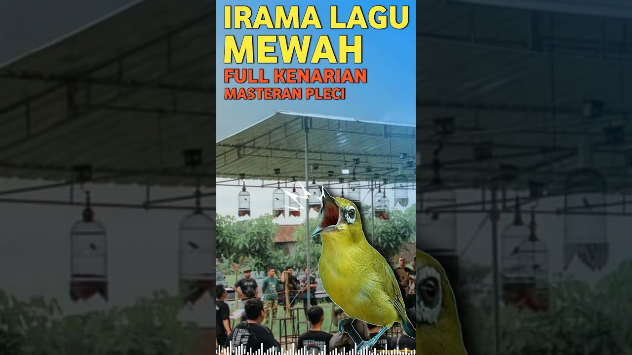 MASTERAN PLECI MATERI MEWAH FULL KENARIAN 
