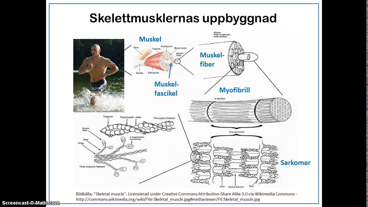 Skelettmusklernas uppbyggnad och funktion