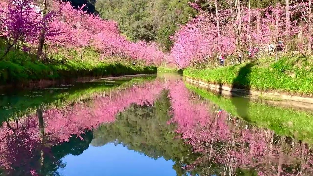 愛上杉林溪｜戀戀櫻花湖專輯～記錄杉林溪最美&多角度的櫻花粉紅蝶影…