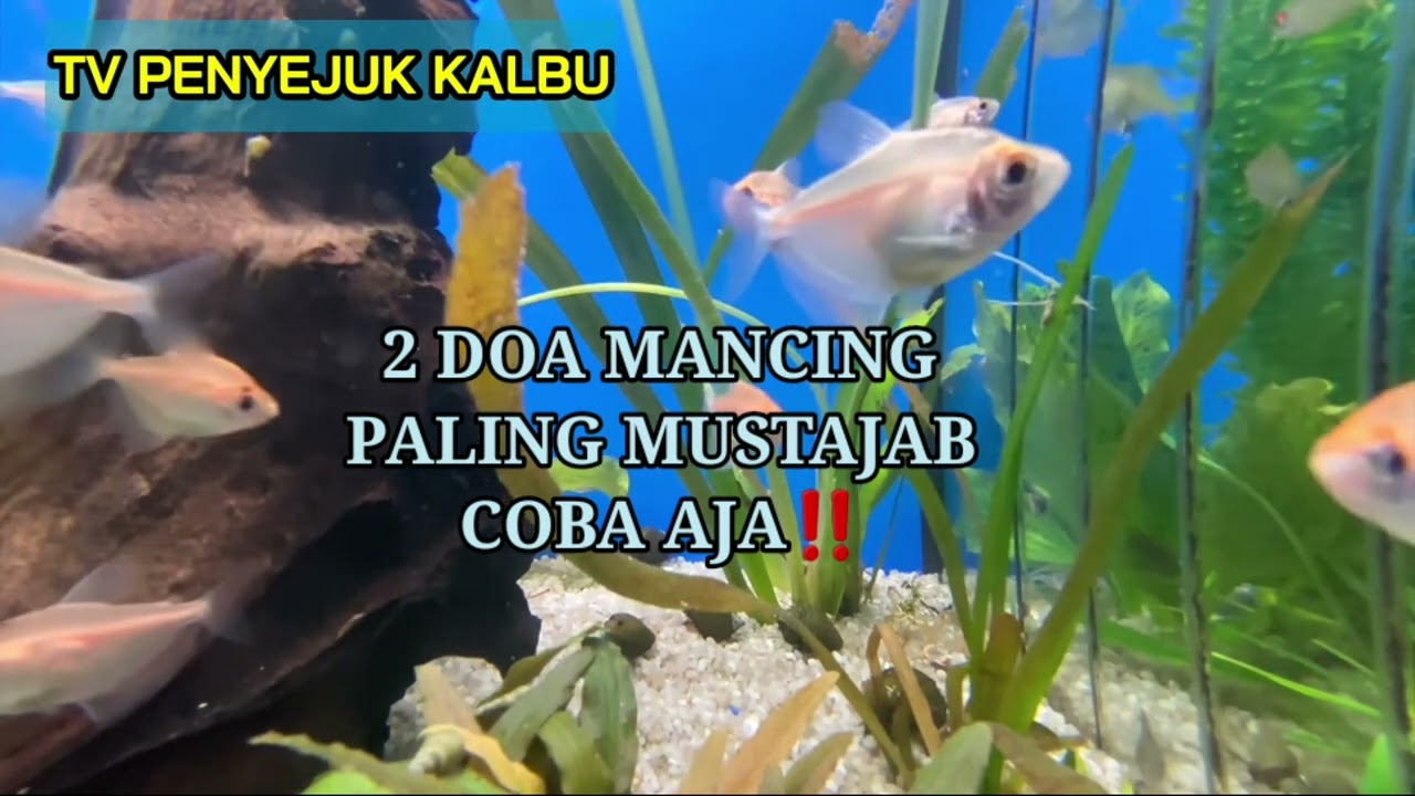 DOA MANCING NABI SULAIMAN | DOA MANCING NABI KHIDIR | SHOLAWAT MANCING IKAN
