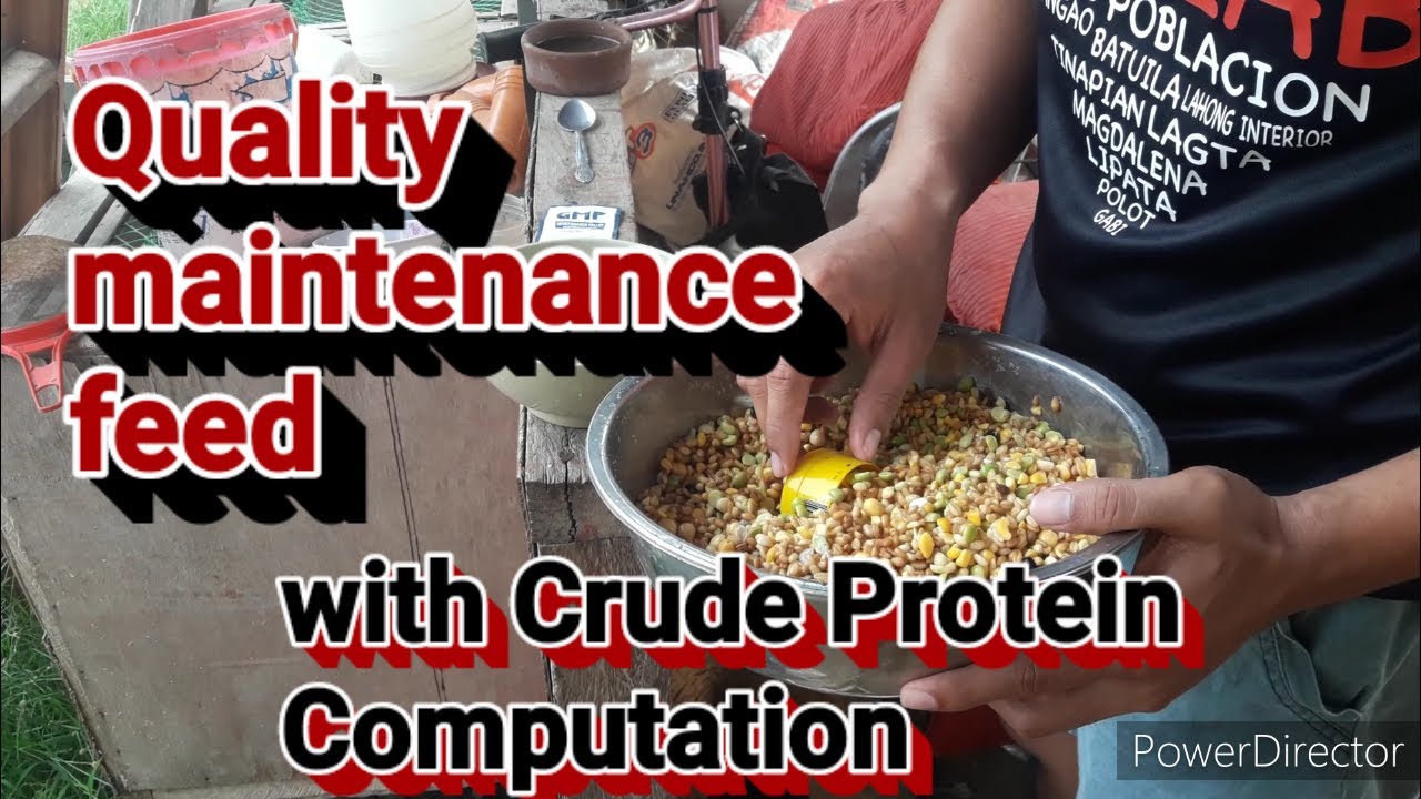 Maintenance feed with crude protien computation