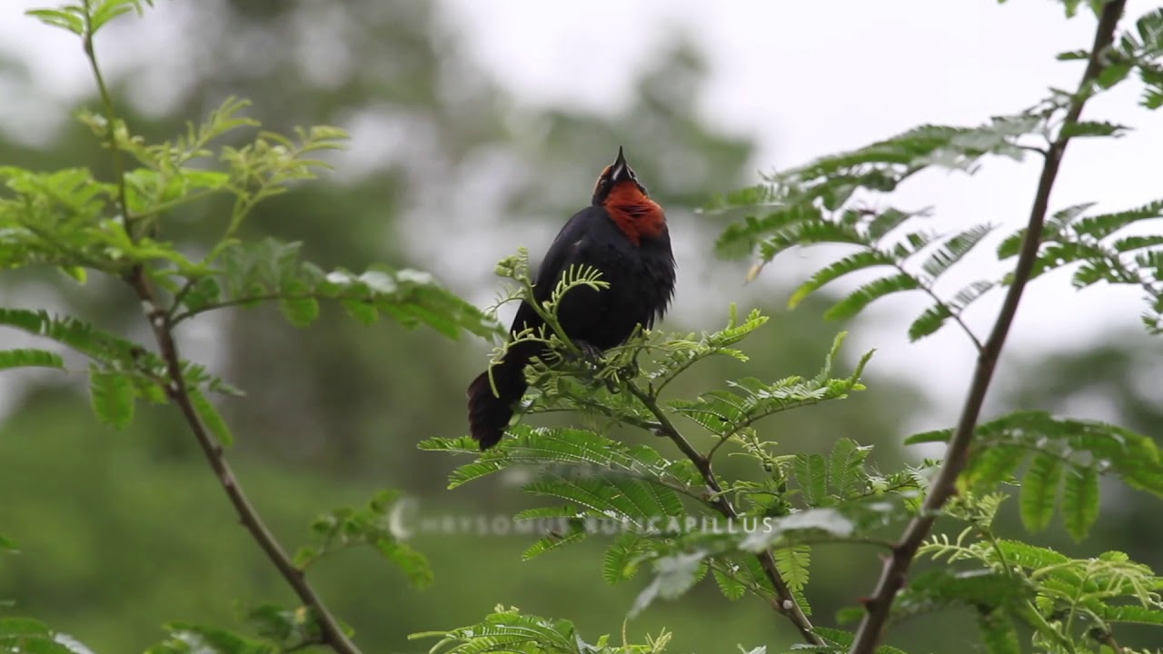 REGUA-Reserva Ecologica de Guapiaçu