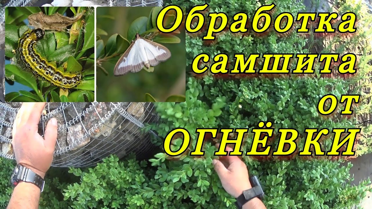 Профилактическая обработка самшита от 