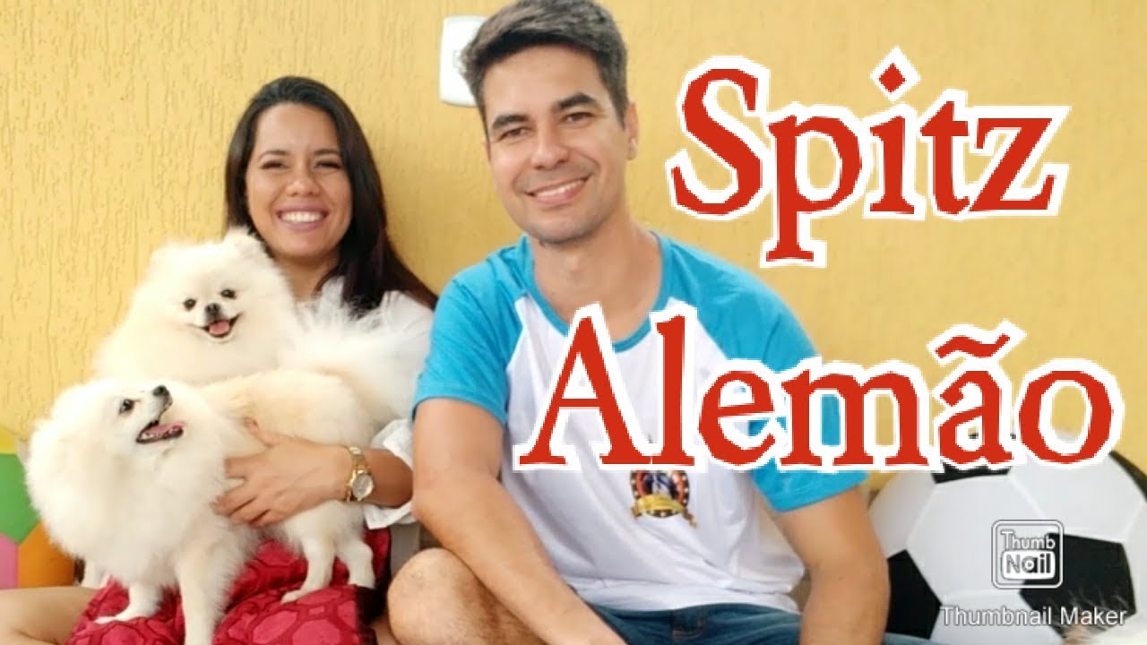 Spitz Alemão , Lulu da Pomerânia