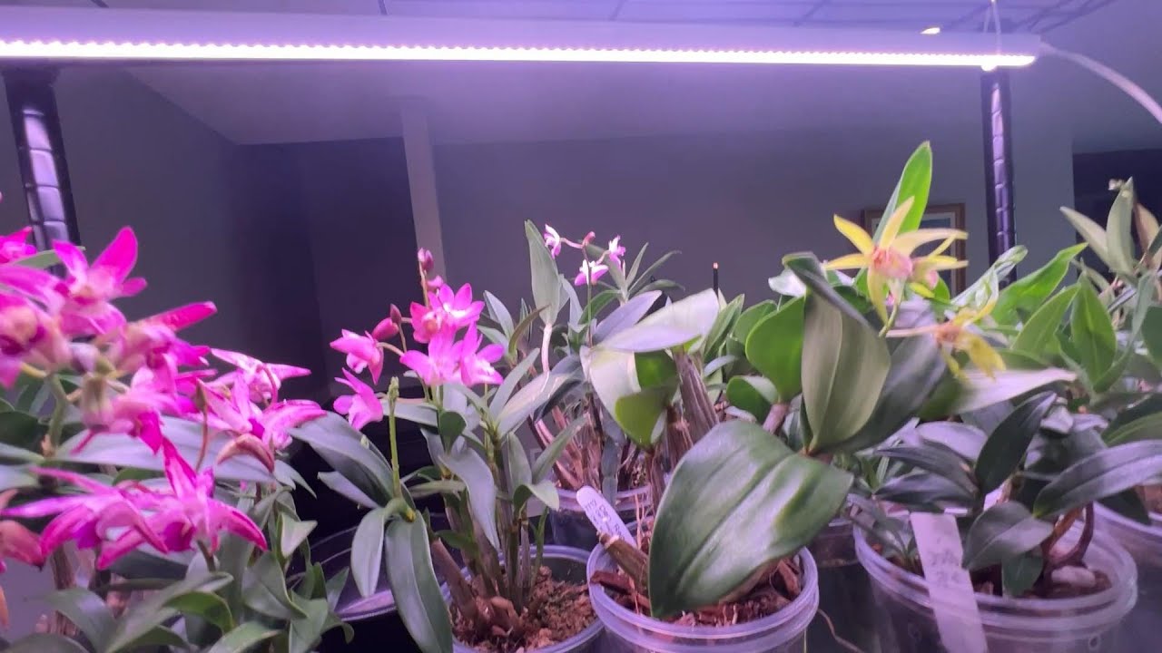 好多澳洲石斛兰开花了，喜欢的请进来看看，你有哪一款？