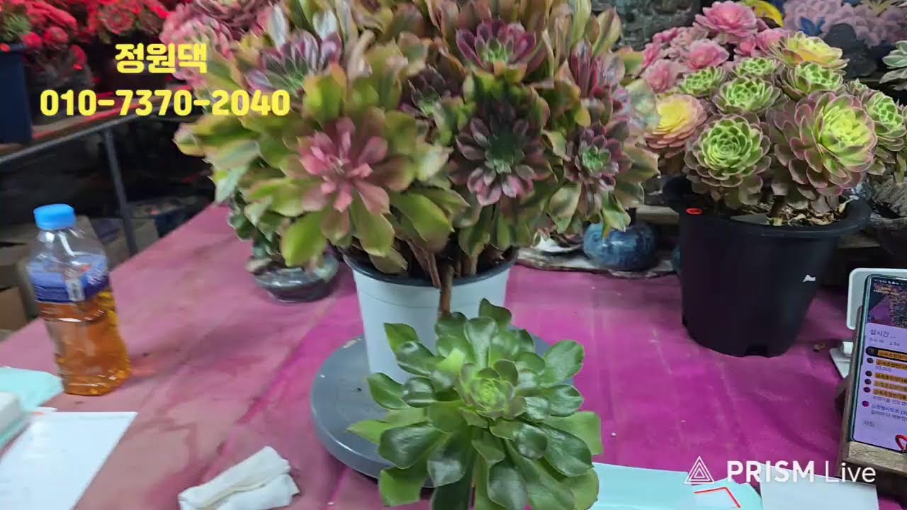 속초 정원다육 정원댁010.7370.2040