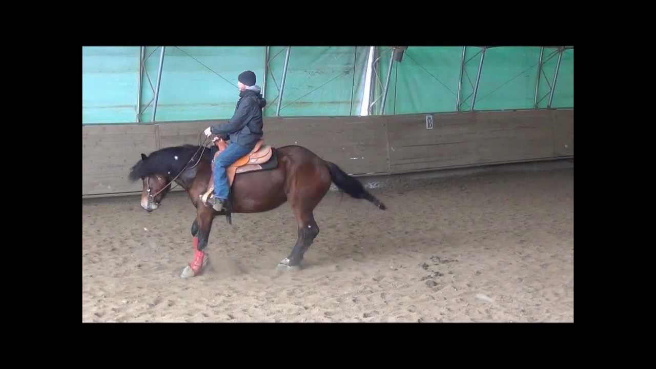 Bella Luna - Reining Noriker