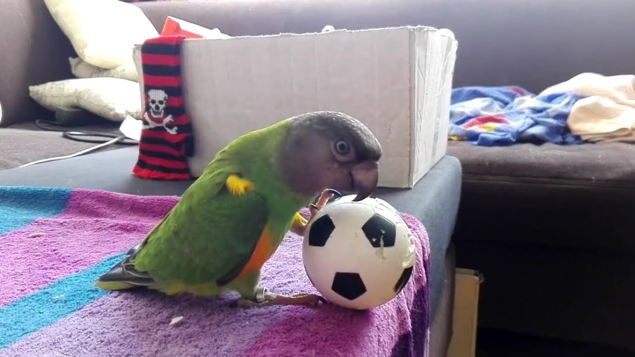 Angry bird plays football - Serge The Senegal Parrot