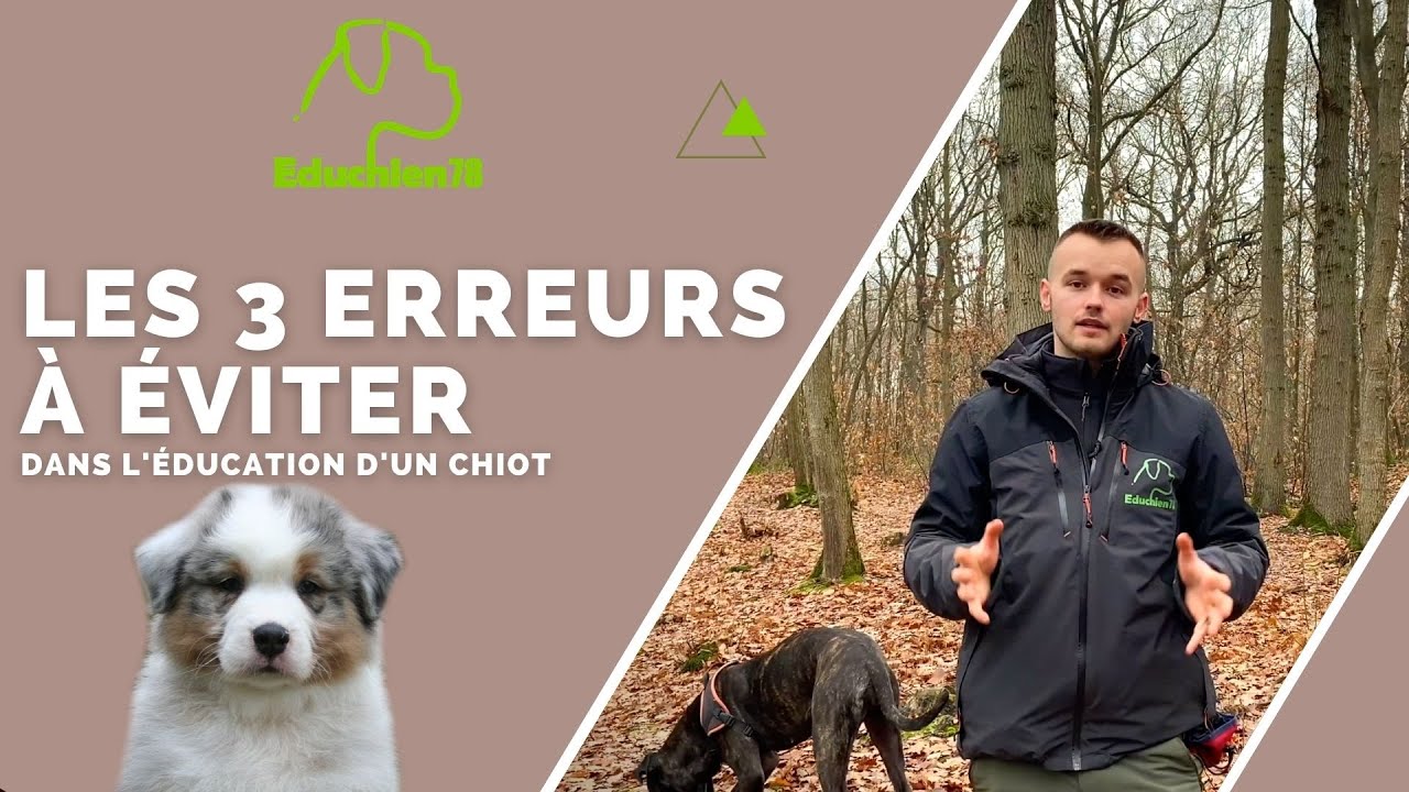 Les 3 ERREURS à éviter dans l'éducation d'un chiot !