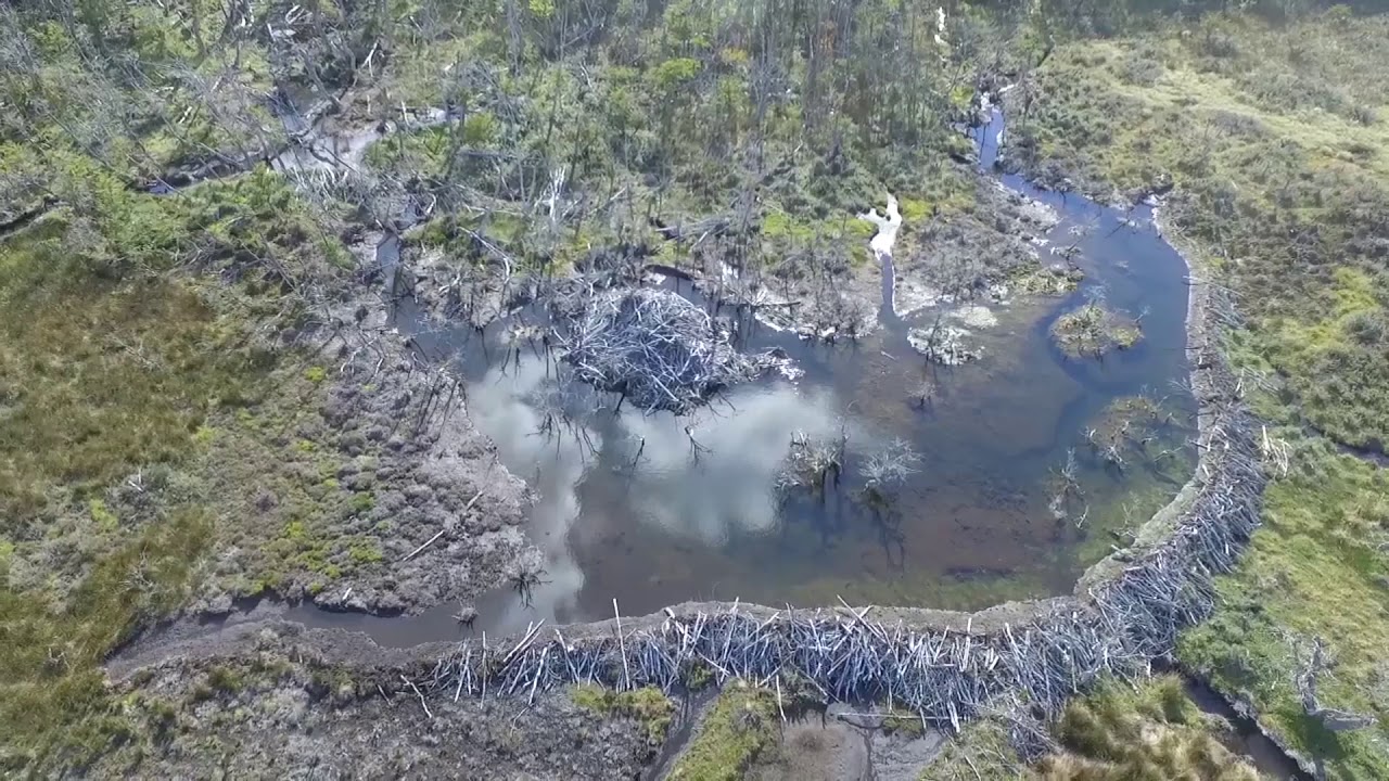 Impacto del castor en Tierra del Fuego. Parque Karukinka.