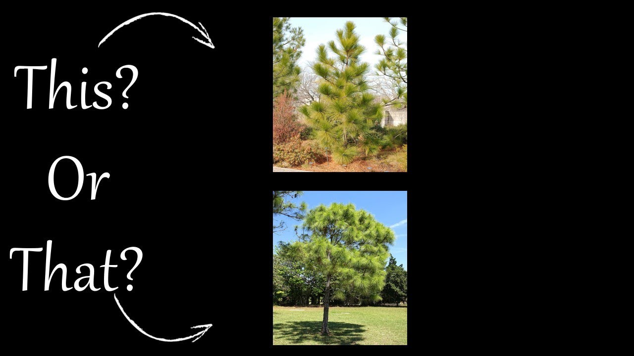 Longleaf pine or Slash pine