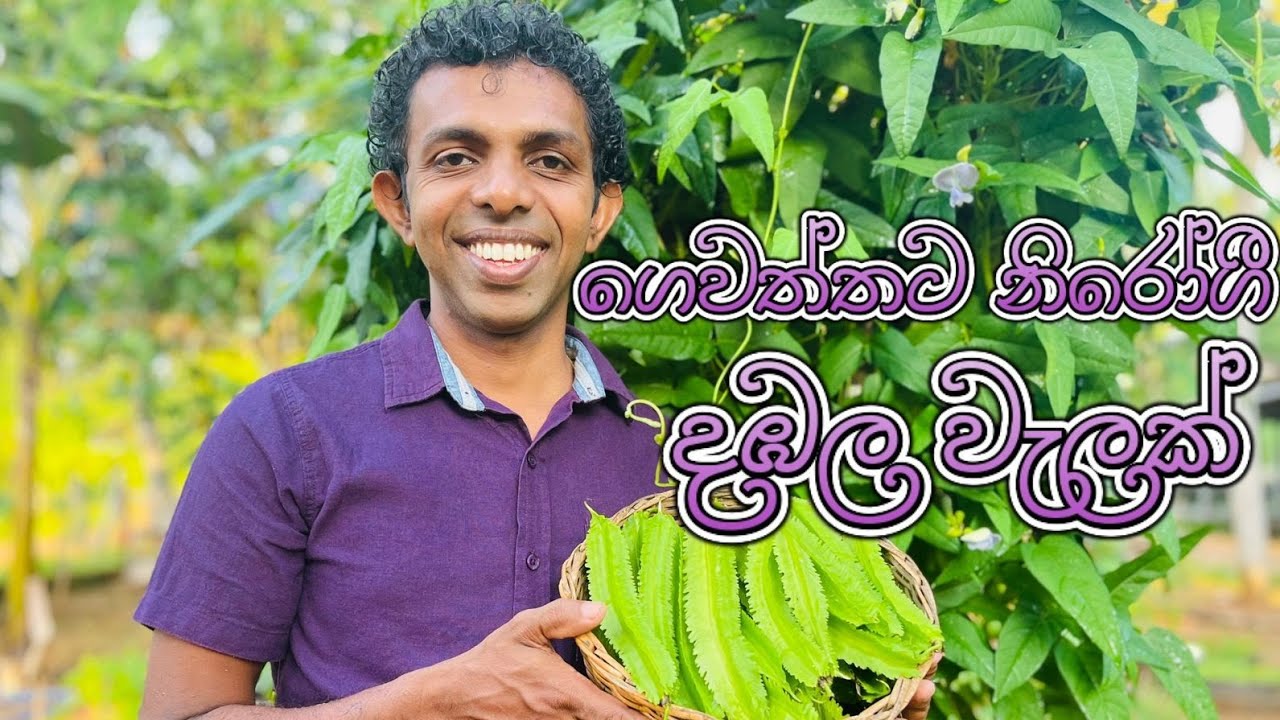 දඹල වගාව(ගෙවත්තට නිරෝගි දඹල වැලක්)